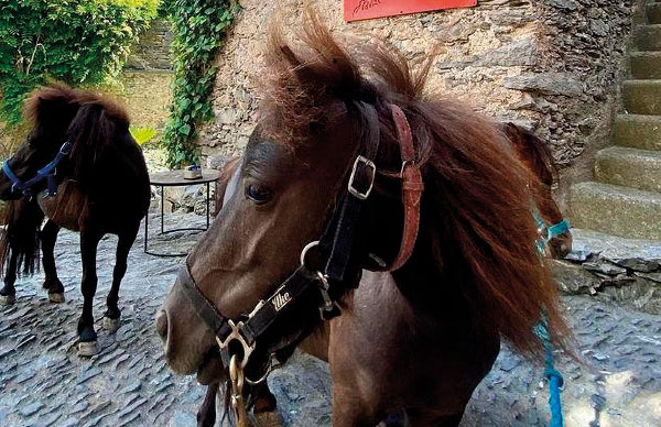 colletta-di-castelbianco-activities-pony